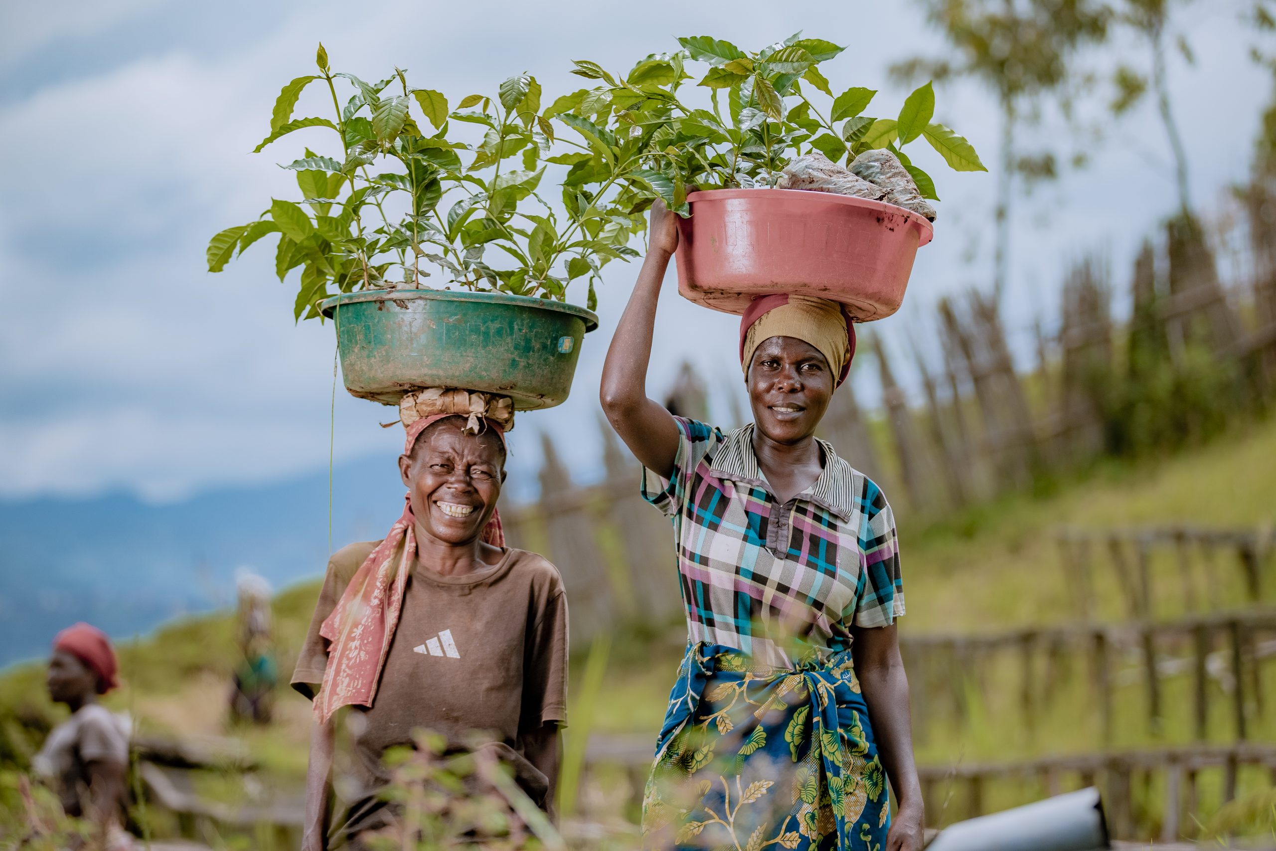 Authentic African Coffee Bean Sourcing