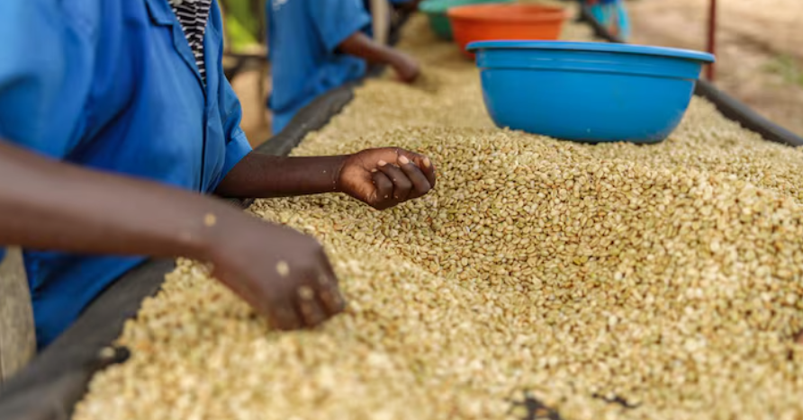 Refined Coffee Canada Service: Quality Control